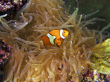 Buy Close Up of a Clown Fish in an Anemone, Nadi, Fiji at AllPosters.com
