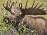Bull Moose, Denali National Park, Alaska, USA Photographic Print