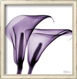 Violet Calla Twins II