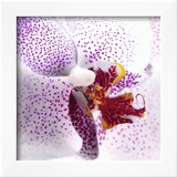 Orchid II