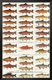 Trout, Salmon & Char of North America I