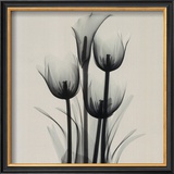 Tulips and Arum Lily