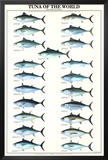 Tuna of the World