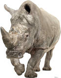 White Rhinoceros Lifesize Standup Poster