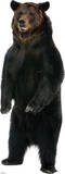 Brown Bear Lifesize Standup Poster