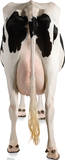 Cow's Rear Lifesize Standup Poster Stand Up