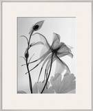 Columbine II