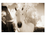 White Horse Black Nose