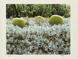 California Cactus Garden 1975
