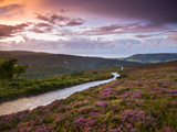 Country Lane Winds Downhill Through Heather Clad Moorland, Exmoor Nat'l Park, Somerset, England