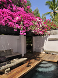 Bougainvillea, Cebu, Philippines, Southeast Asia, Asia