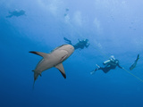 Caribbean Reef Shark (Carcharhinus Perezii) Swimming with Divers, Roatan, Bay Islands, Honduras