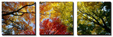 Colorful Trees in Fall, Autumn, Low Angle View Canvas Art Set