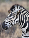 Zebra (Equus Burchelli) with Redbilled Oxpeckers (Buphagus Erythrorhynchus), South Africa