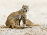 Yellow Mongoose (Cynictis Penicillata) with Young, Kgalagadi Transfrontier Park, South Africa