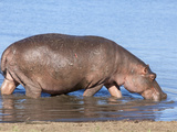 Hippopotamus (Hippopotamus Amphibius), Kruger National Park, Mpumalanga, South Africa, Africa