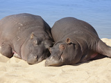 Hippopotamus (Hippopotamus Amphibius) Sleeping, Kruger National Park, Mpumalanga, South Africa