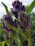 Artichoke on the Plant in the Open Air, Italy, Europe