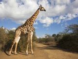 Giraffe (Giraffa Camelopardalis), Imfolozi Reserve, Kwazulu-Natal, South Africa, Africa