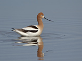 American Avocet (Recurvirostra Americana), Yellowstone National Park, Wyoming, USA, North America