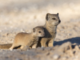 Yellow Mongoose (Cynictis Penicillata) with Young, Kgalagadi Transfrontier Park, South Africa