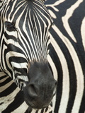 Burchell's (Plains) Zebra (Equus Burchelli), Mhkuze Game Reserve, Kwazulu Natal, South Africa