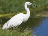 Little Egret (Egretta Garzetta), Intaka Island, Cape Town, Western Cape, South Africa, Africa