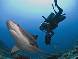 Diver Swimming with Caribbean Reef Shark (Carcharhinus Perezii), Roatan, Bay Islands, Honduras