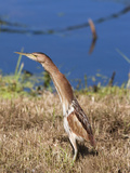 Little Bittern (Ixobrychus Minutus), Intaka Island Wetland Centre, Cape Town, South Africa