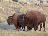Bison (Bison Bison) Bull and Cow, Yellowstone National Park, Wyoming, USA, North America
