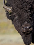Bison (Bison Bison) Bull, Yellowstone National Park, Wyoming, USA, North America
