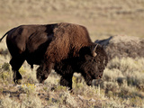 Bison (Bison Bison) Bull, Yellowstone National Park, Wyoming, USA, North America