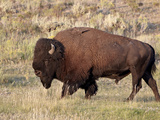 Bison (Bison Bison) Bull, Yellowstone National Park, Wyoming, USA, North America
