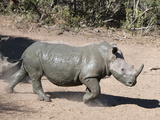 White Rhino (Ceratotherium Simum), Mkhuze Game Reserve, Kwazulu Natal, South Africa, Africa
