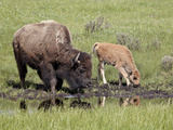 Bison (Bison Bison) Cow and Calf Drinking, Yellowstone National Park, Wyoming, USA, North America