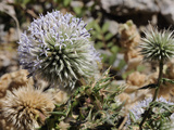 Great Globe Thistle (Echinops Sphaerocephalus), Samos, Greek Islands, Greece, Europe