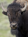 Young Bison (Bison Bison), Yellowstone National Park, Wyoming, USA, North America