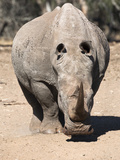 White Rhino (Ceratotherium Simum), Mkhuze Game Reserve, Kwazulu Natal, South Africa, Africa