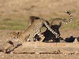 Cheetah (Acinonyx Jubatus), Kgalagadi Transfrontier Park Waterhole, South Africa, Africa