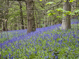Bluebells in Middleton Woods Near Ilkley, West Yorkshire, Yorkshire, England, UK, Europe