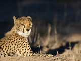 Cheetah (Acinonyx Jubatus), Kgalagadi Transfrontier Park, South Africa, Africa