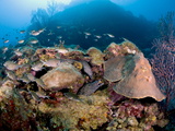 Two Spotted Moral Eels (Gymnothorax Moringa), St. Lucia, West Indies, Caribbean, Central America