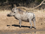 Warthog (Phacochoerus Aethiopicus), with Redbilled Oxpeckers, Hluhluwe-Imfolozi Park, South Africa