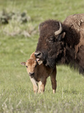 Bison (Bison Bison) Cow Cleaning Her Calf, Yellowstone National Park, Wyoming, USA, North America