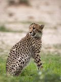 Cheetah (Acinonyx Jubatus) Cub, Kgalagadi Transfrontier Park, South Africa, Africa