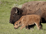Bison (Bison Bison) Cow and Calf, Yellowstone National Park, Wyoming, USA, North America