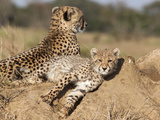 Cheetah (Acinonyx Jubatus) Cub, Phinda Private Game Reserve, Kwazulu Natal, South Africa, Africa