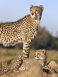 Cheetah (Acinonyx Jubatus) with Cub, Phinda Private Game Reserve, Kwazulu Natal, South Africa