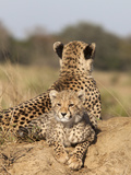 Cheetah (Acinonyx Jubatus) Cub, Phinda Private Game Reserve, Kwazulu Natal, South Africa, Africa