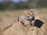 Cheetah (Acinonyx Jubatus) Cub, Phinda Private Game Reserve, Kwazulu Natal, South Africa, Africa